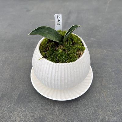 万年青のおすすめ人気商品一覧 通販 - Yahoo!ショッピング