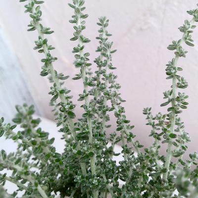 オルレア（花の苗）｜苗 | 花、ガーデニング の商品一覧 通販 - Yahoo