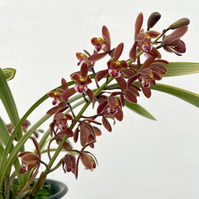 キンリョウヘン 花芽の商品一覧 通販 - Yahoo!ショッピング キンリョウヘン 花芽の商品一覧 通販 - Yahoo!ショッピング