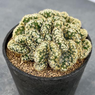 【珍品】 実生綴化.斑入り　多肉植物　花サボテン 楽天市場】花サボテン*S 幅3cm : 遊恵盆栽 楽天市場店