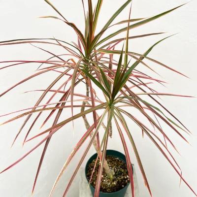 ドラセナレインボーコンシン（観葉植物） | 花、ガーデニング の