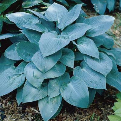 ギボウシ ホスタ（花の苗）｜苗 | 花、ガーデニング のおすすめ人気