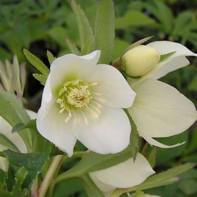 横山園芸 クリスマスローズのおすすめ人気商品一覧 通販 - Yahoo