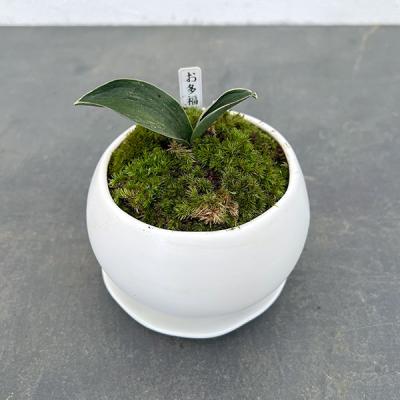 万年青鉢のおすすめ人気商品一覧 通販 - Yahoo!ショッピング