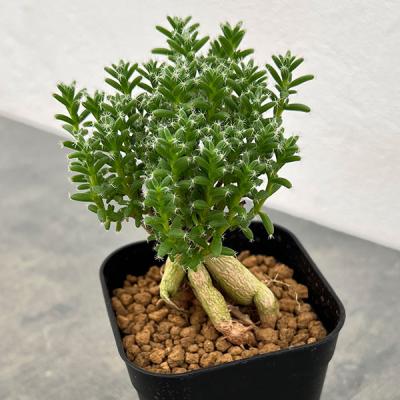 トリコディアデマ　ミラビレ　模様木 トリコディアデマ ミラビレ 模様木