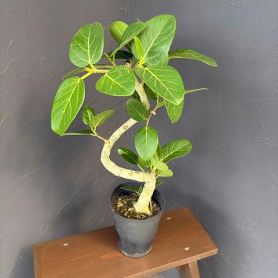 インドボダイジュ（観葉植物） | 花、ガーデニング の商品一覧 通販