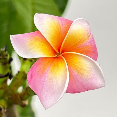 プルメリア 鉢（苗木、植木） | 花、ガーデニング のおすすめ人気商品