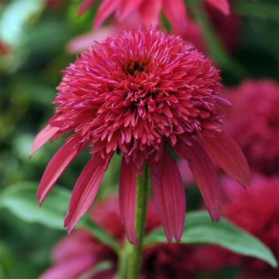 プルメリア 苗 ハワイ（花の苗）｜苗 | 花、ガーデニング のおすすめ
