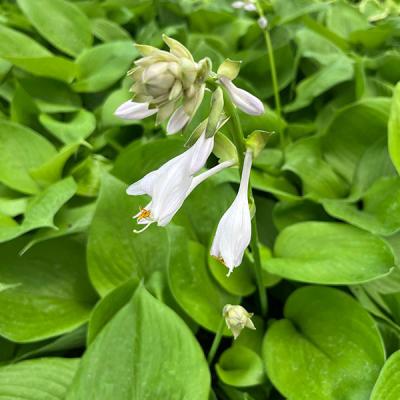 斑入りギボウシ 斑入り（花の苗）｜苗 | 花、ガーデニング の商品一覧