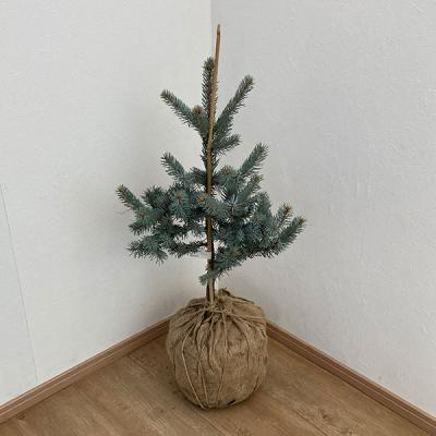 プンゲンストウヒ ホプシー（苗木、植木） | 花、ガーデニング の