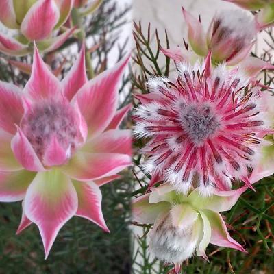 セルリアのおすすめ人気商品一覧 通販 - Yahoo!ショッピング