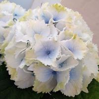 秋色アジサイ 品種 ハイドランジア アンティーク ジュエル 8号鉢 紫陽花 あじさい 鉢植え アジサイ 紫陽花 秋色 品種 Hati Ajisai Atjyuelu 花うるる ハンギング 寄せ植え通販 通販 Yahoo ショッピング