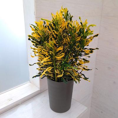 クロトン。黄色。大型。観葉植物。鉢ごと無料で発送致します。 クロトン。黄色。観葉植物。鉢ごと無料で発送致します。 - メルカリ