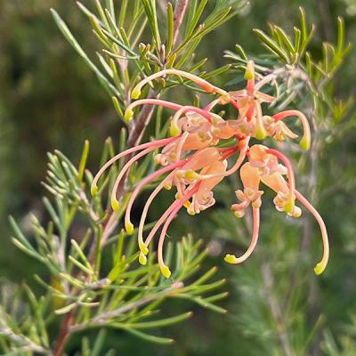 グレビレアのおすすめ人気ランキングTOP100 - Yahoo!ショッピング