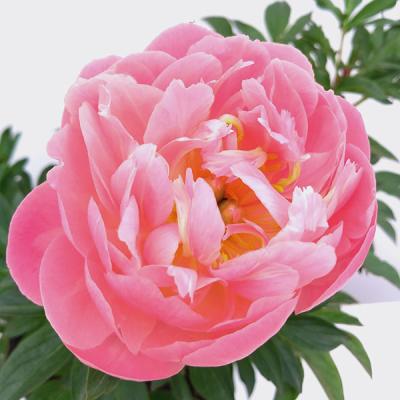 園芸ネット - シャクヤク（芍薬）・ピオニー｜Yahoo!ショッピング