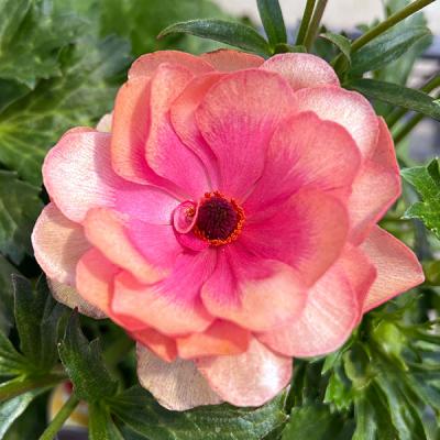 ラナンキュラス ラックス 苗のおすすめ人気商品一覧 通販 - Yahoo