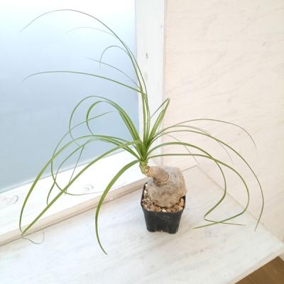 トックリラン（観葉植物） | 花、ガーデニング のおすすめ人気商品一覧