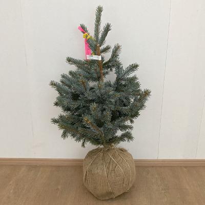 プンゲンストウヒ ホプシーのおすすめ人気商品一覧 通販 - Yahoo