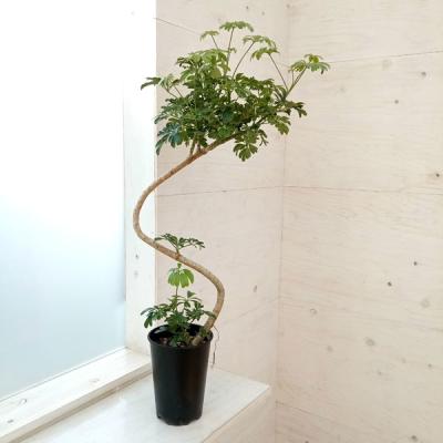 シェフレラ レナータ（花、ガーデニング）の商品一覧 通販 - Yahoo
