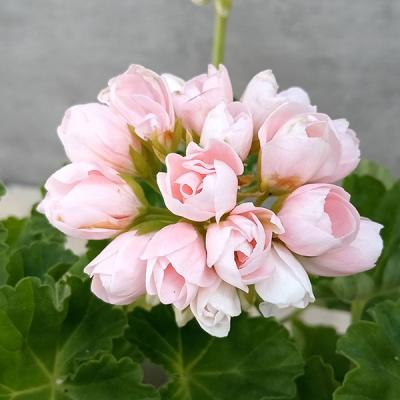 ゼラニウム（花、ガーデニング）のおすすめ人気商品一覧 通販 - Yahoo