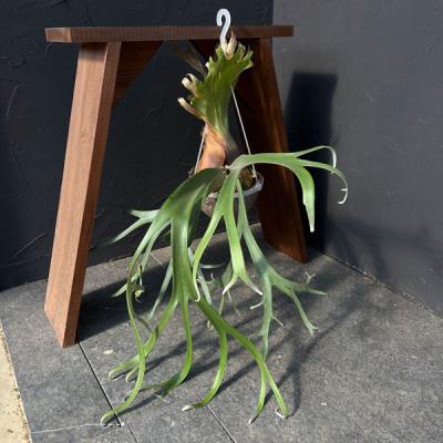 ビカクシダのおすすめ人気商品一覧 通販 - Yahoo!ショッピング