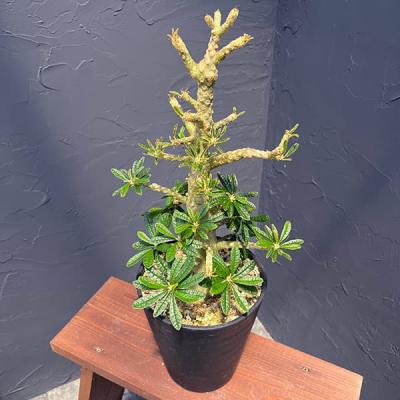 ドルステニアギガス　本日限定特価10/10 ドルステニア ギガス（実生) | hanayoshi-botanical