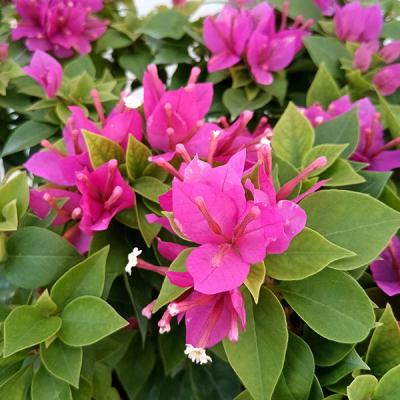 ブーゲンビリア（花の苗）｜苗 | 花、ガーデニング の商品一覧 通販