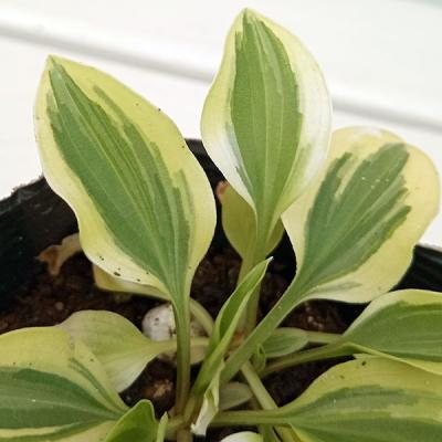 斑入りギボウシ 斑入り（花の苗）｜苗 | 花、ガーデニング のおすすめ