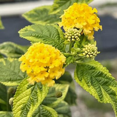ランタナ 苗（苗） | 花、ガーデニング のおすすめ人気商品一覧 通販