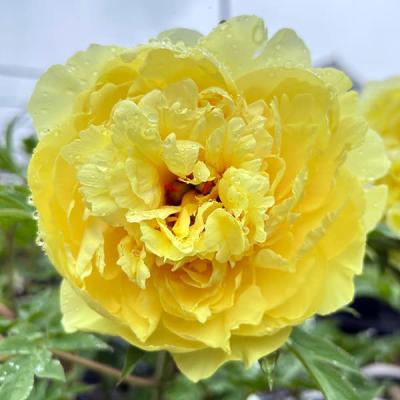 園芸ネット - シャクヤク（芍薬）・ピオニー｜Yahoo!ショッピング