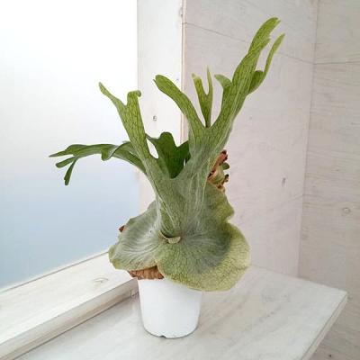 グランデ ビカクシダ（観葉植物） | 花、ガーデニング の