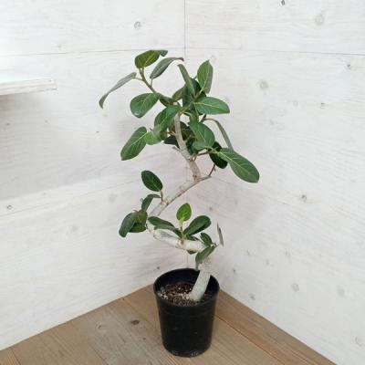 ベンガレンシス 7号（観葉植物） | 花、ガーデニング のおすすめ人気