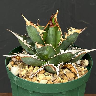 アガベチタノタのおすすめ人気商品一覧 通販 - Yahoo!ショッピング