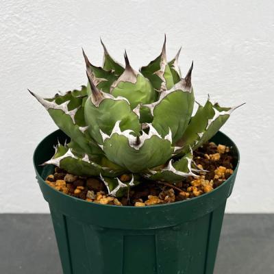 アガベのおすすめ人気商品一覧 通販 - Yahoo!ショッピング