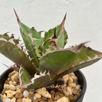 アガベ チタノタのおすすめ人気商品一覧 通販 - Yahoo!ショッピング