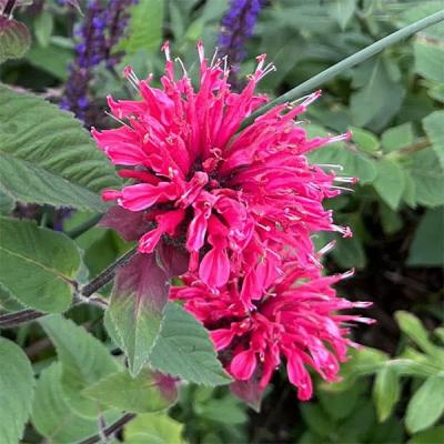 モナルダ 苗（花の苗）｜苗 | 花、ガーデニング のおすすめ人気商品