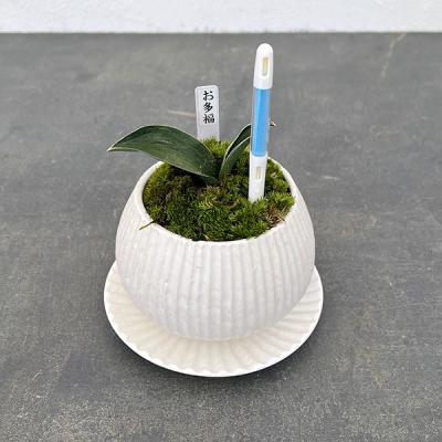 万年青鉢のおすすめ人気商品一覧 通販 - Yahoo!ショッピング