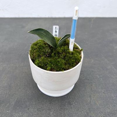 万年青のおすすめ人気ランキングTOP100 - Yahoo!ショッピング