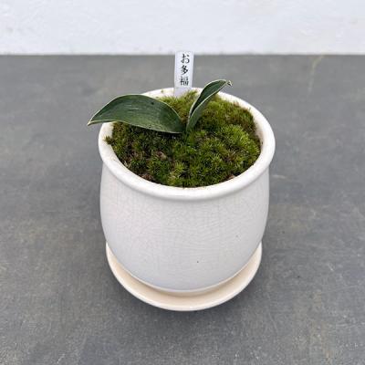 万年青のおすすめ人気ランキングTOP100 - Yahoo!ショッピング