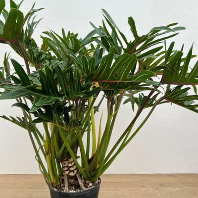 フィロデンドロン ザナドゥ（観葉植物） | 花、ガーデニング の