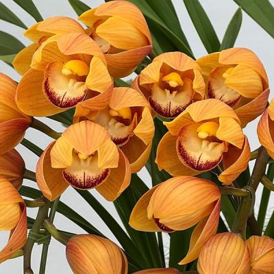 シンビジューム（鉢花）｜生花 | 花、ガーデニング のおすすめ人気商品