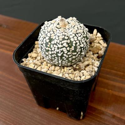 54°（サボテン、多肉植物） | 花、ガーデニング のおすすめ人気商品