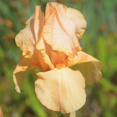 ジャーマンアイリス 苗のおすすめ人気商品一覧 通販 - Yahoo!ショッピング