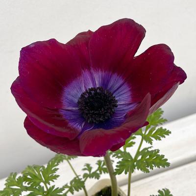 アネモネ 苗(花の球根)の商品一覧|球根、種芋 | 花 アネモネ 苗(花の球根)の商品一覧|球根、種芋 | 花