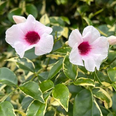 ノウゼンカズラ（苗） | 花、ガーデニング のおすすめ人気商品一覧