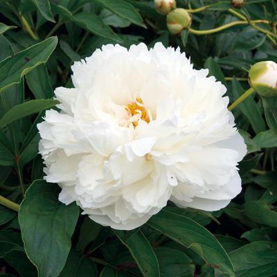 園芸ネット - シャクヤク（芍薬）・ピオニー｜Yahoo!ショッピング