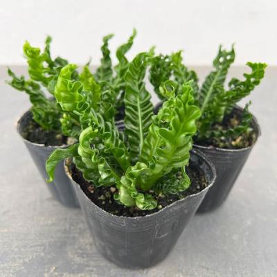 オオタニワタリ（観葉植物） | 花、ガーデニング の商品一覧 通販