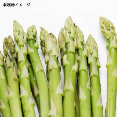 紫アスパラガス 苗の商品一覧 通販 - Yahoo!ショッピング