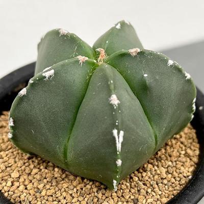 サボテン ランポー玉（花、ガーデニング）のおすすめ人気商品一覧 通販