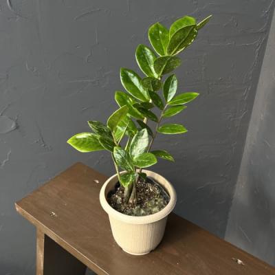 ザミオクルカスのおすすめ人気ランキングTOP100 - Yahoo!ショッピング